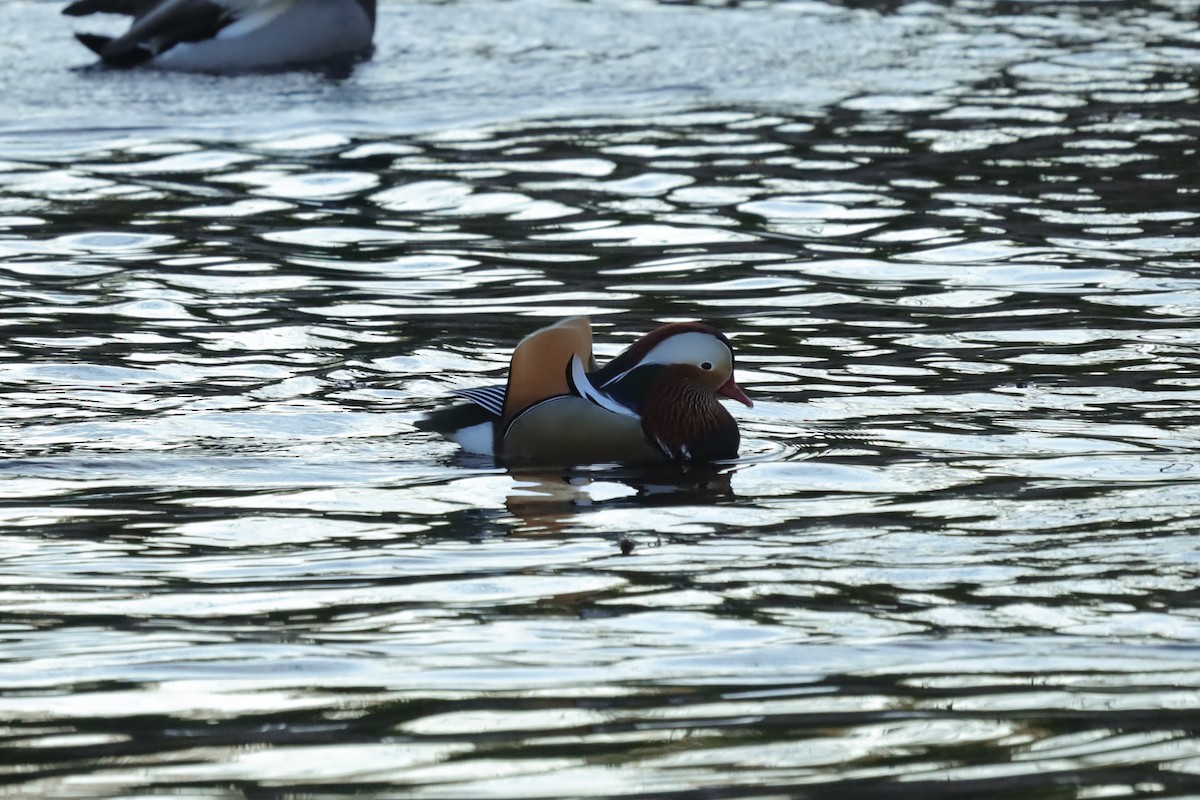 Мандаринка - ML645654265