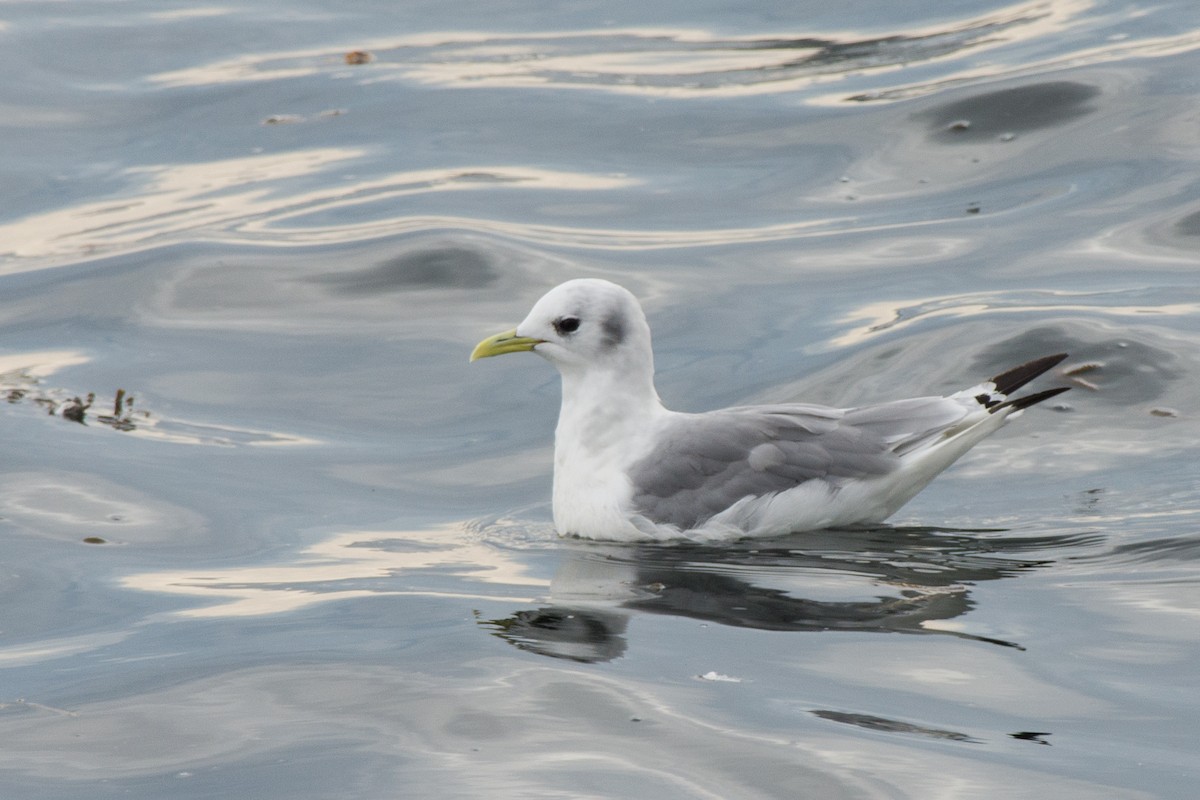 Kara Ayaklı Martı - ML645654266