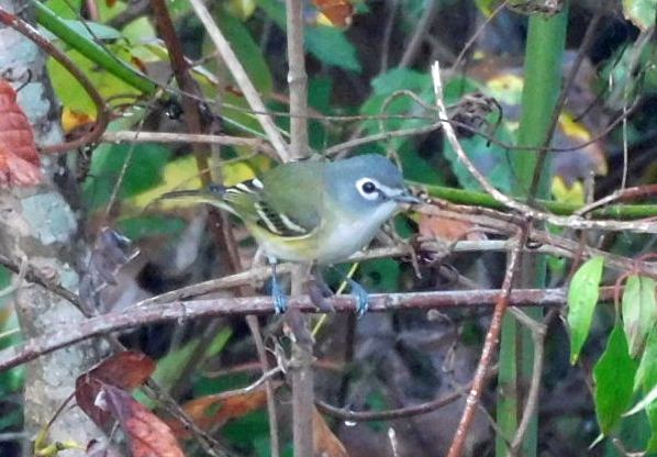 Blue-headed Vireo - ML645654267