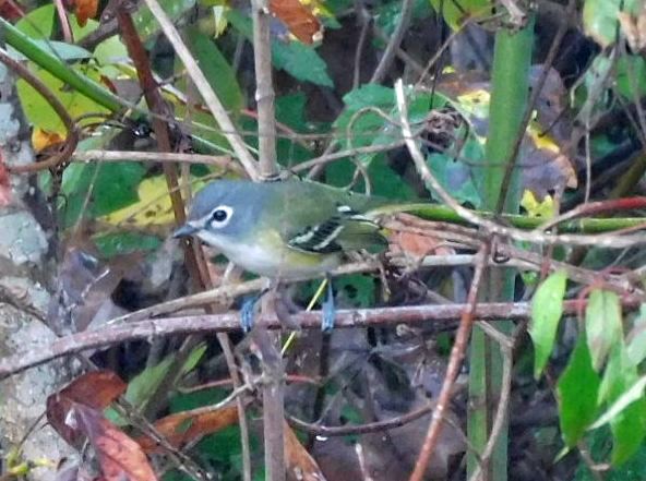 Blue-headed Vireo - ML645654268