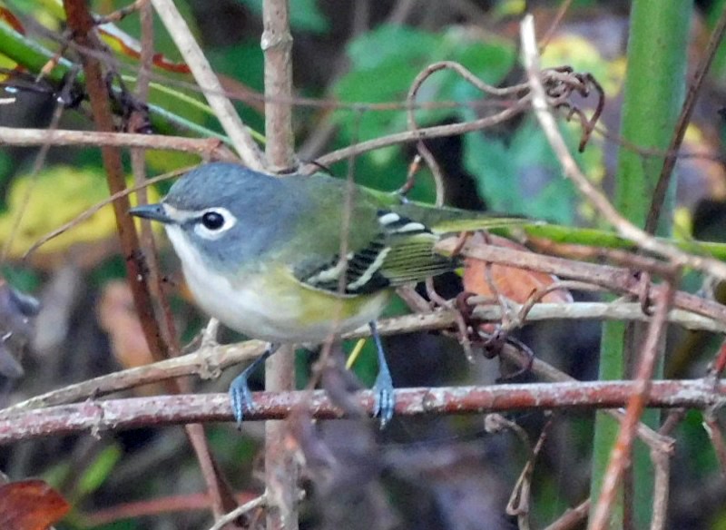 Blue-headed Vireo - ML645654269