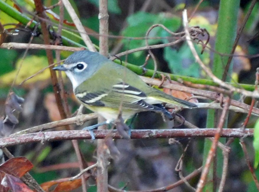 Blue-headed Vireo - ML645654270