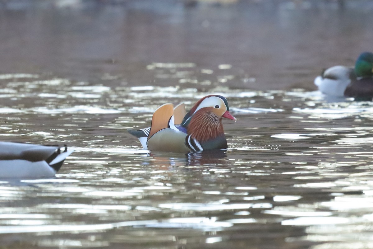 Мандаринка - ML645654271