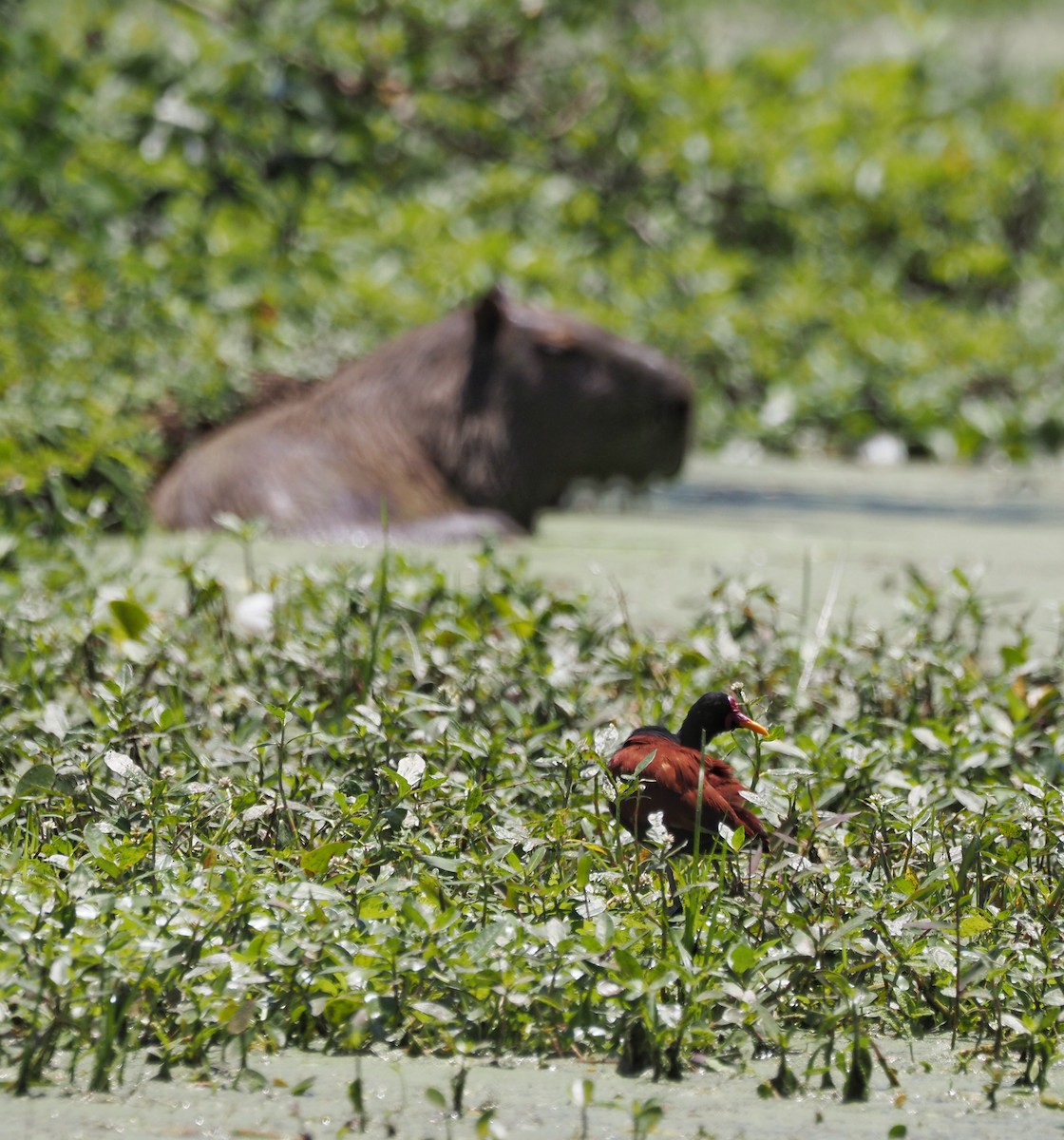 Wattled Jacana - ML645654272
