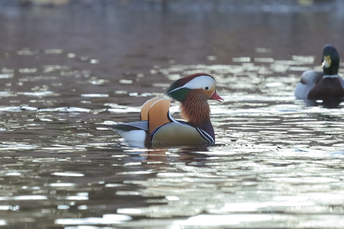 Мандаринка - ML645654285