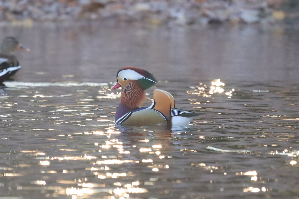 Мандаринка - ML645654287