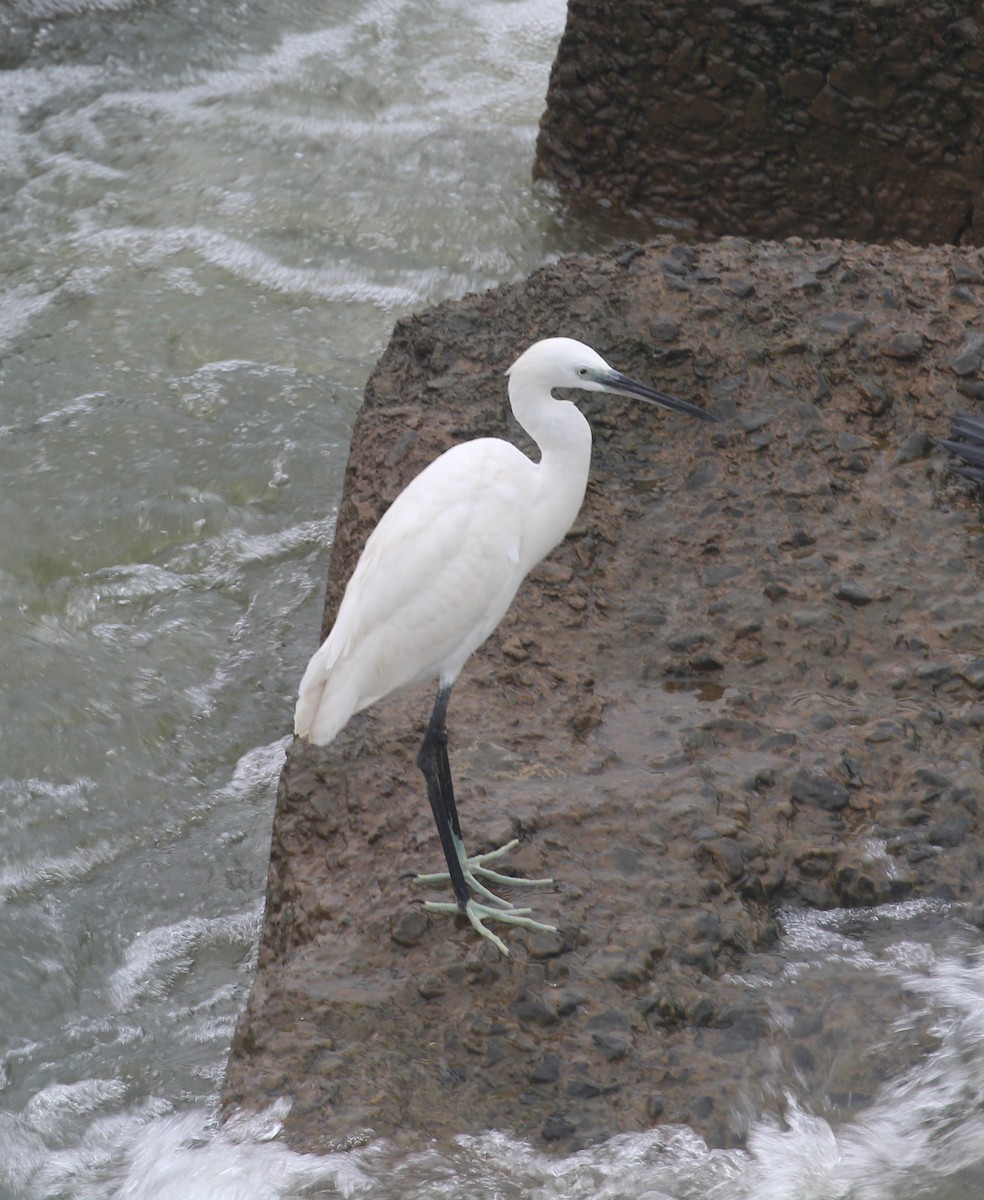 Garceta Dimorfa - ML645654289