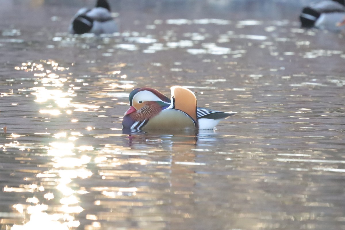 Мандаринка - ML645654290