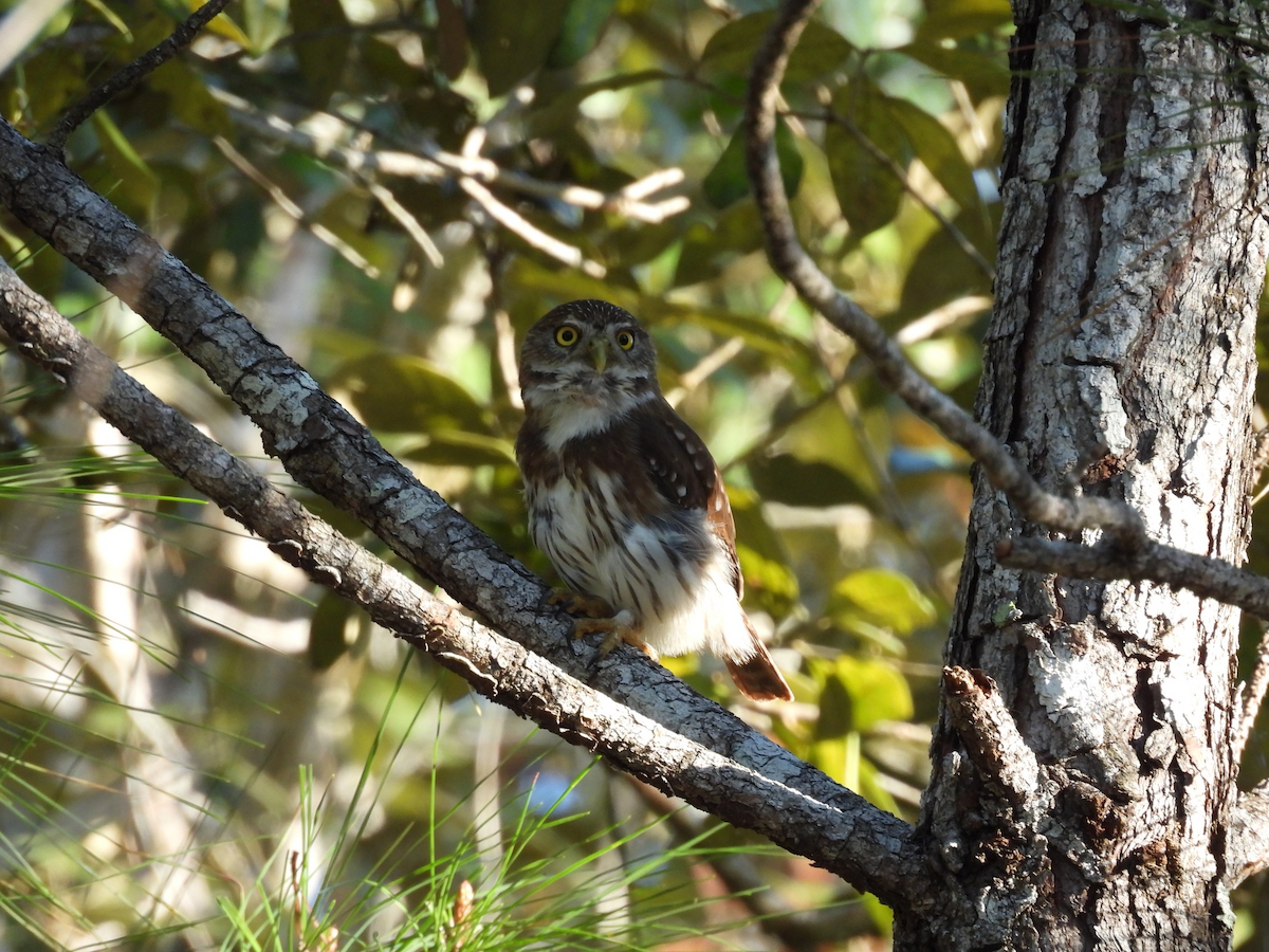Mochuelo Caburé - ML645654291