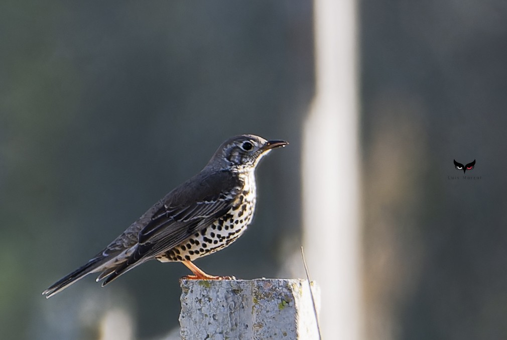 Zorzal Charlo - ML645654293