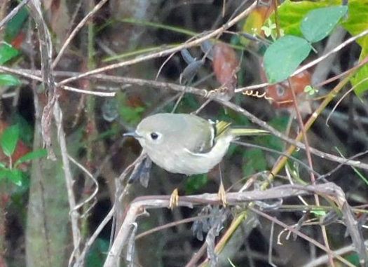 Reyezuelo Rubí - ML645654294