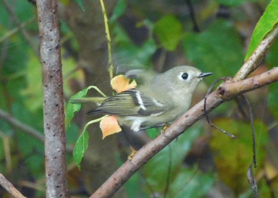 Reyezuelo Rubí - ML645654295