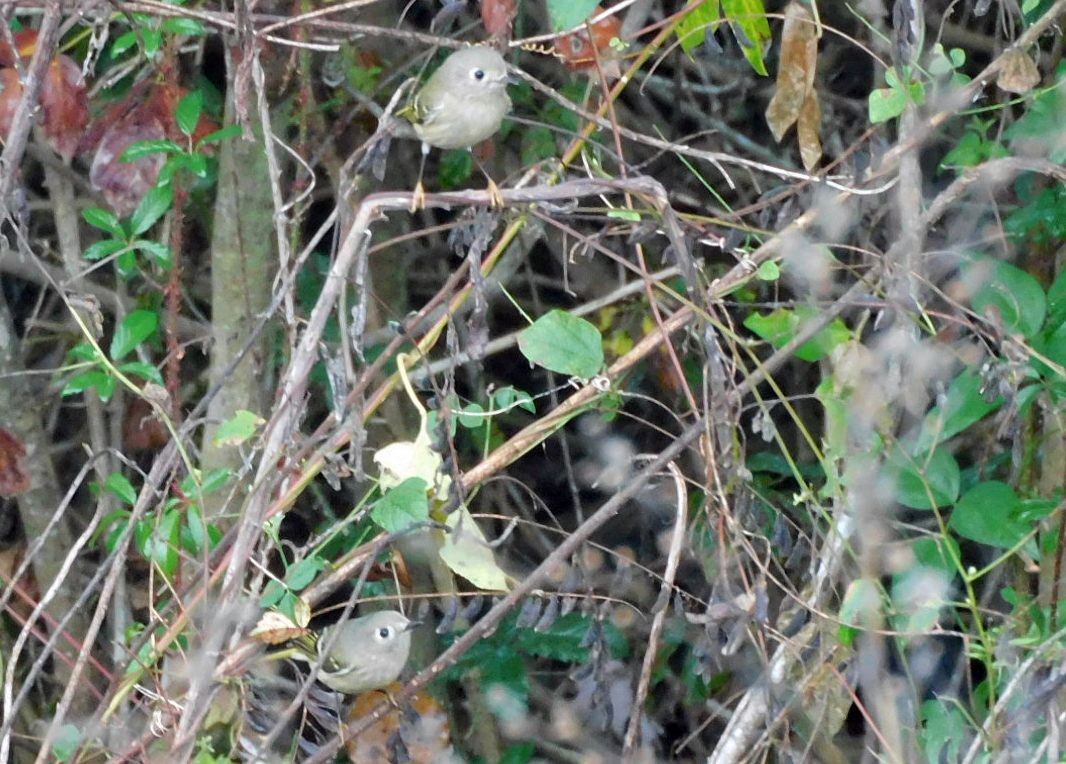 Reyezuelo Rubí - ML645654296