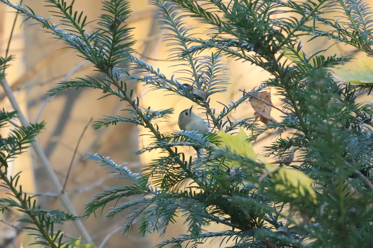 Reyezuelo Sencillo - ML645654297