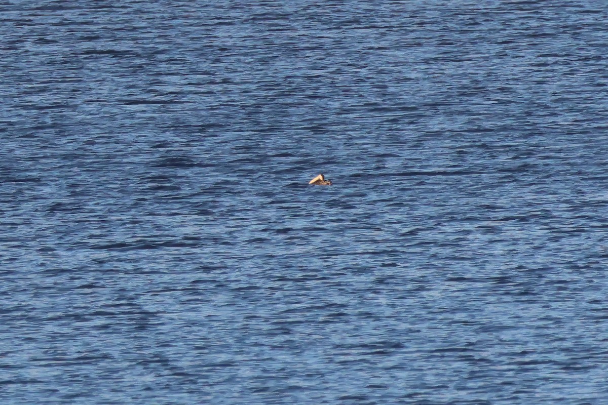 Clark's Grebe - ML645654298