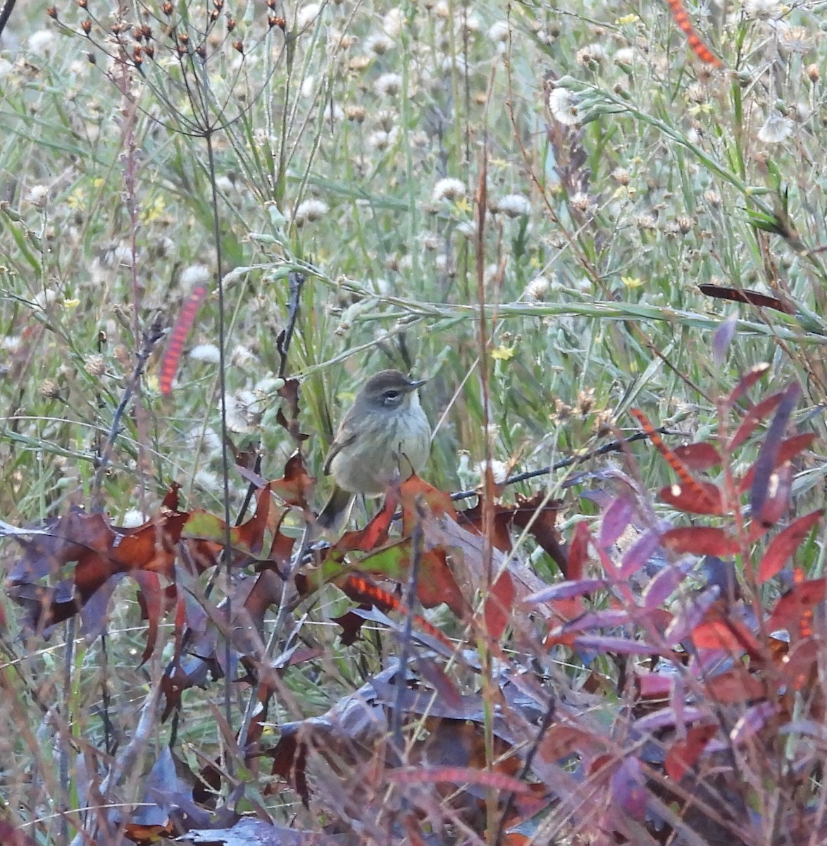 Reinita Palmera - ML645654302