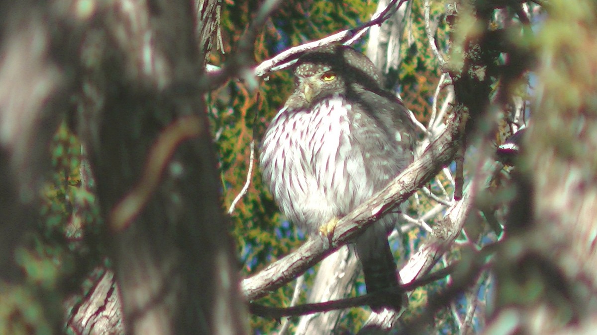 Mochuelo Gnomo - ML645654303