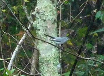 Perlita Grisilla - ML645654304