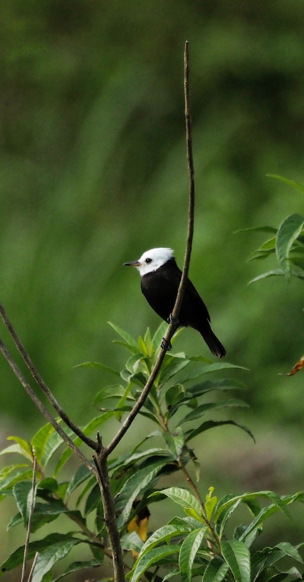 Viudita Cabeciblanca - ML645654305