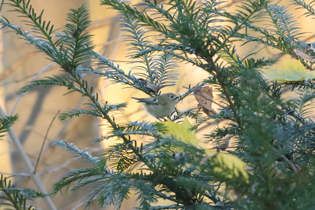 Reyezuelo Sencillo - ML645654306