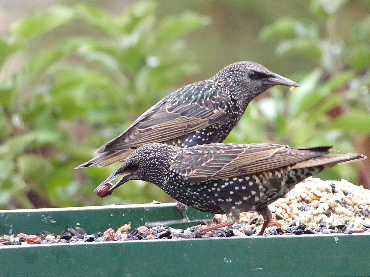 Estornino Pinto - ML645654307