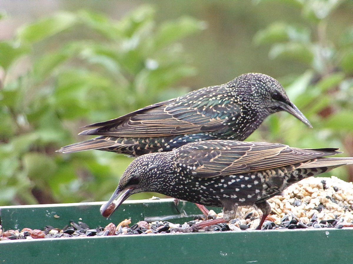 Estornino Pinto - ML645654308