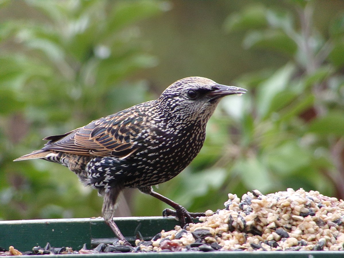 Estornino Pinto - ML645654309