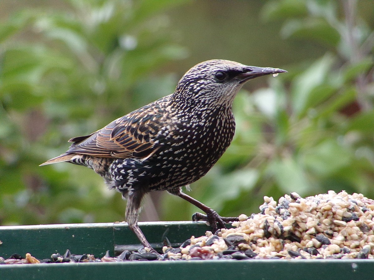 Estornino Pinto - ML645654311