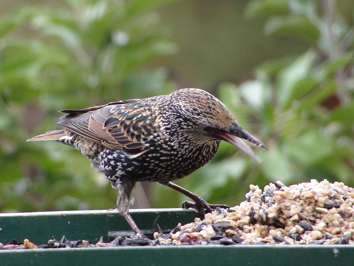 Estornino Pinto - ML645654313