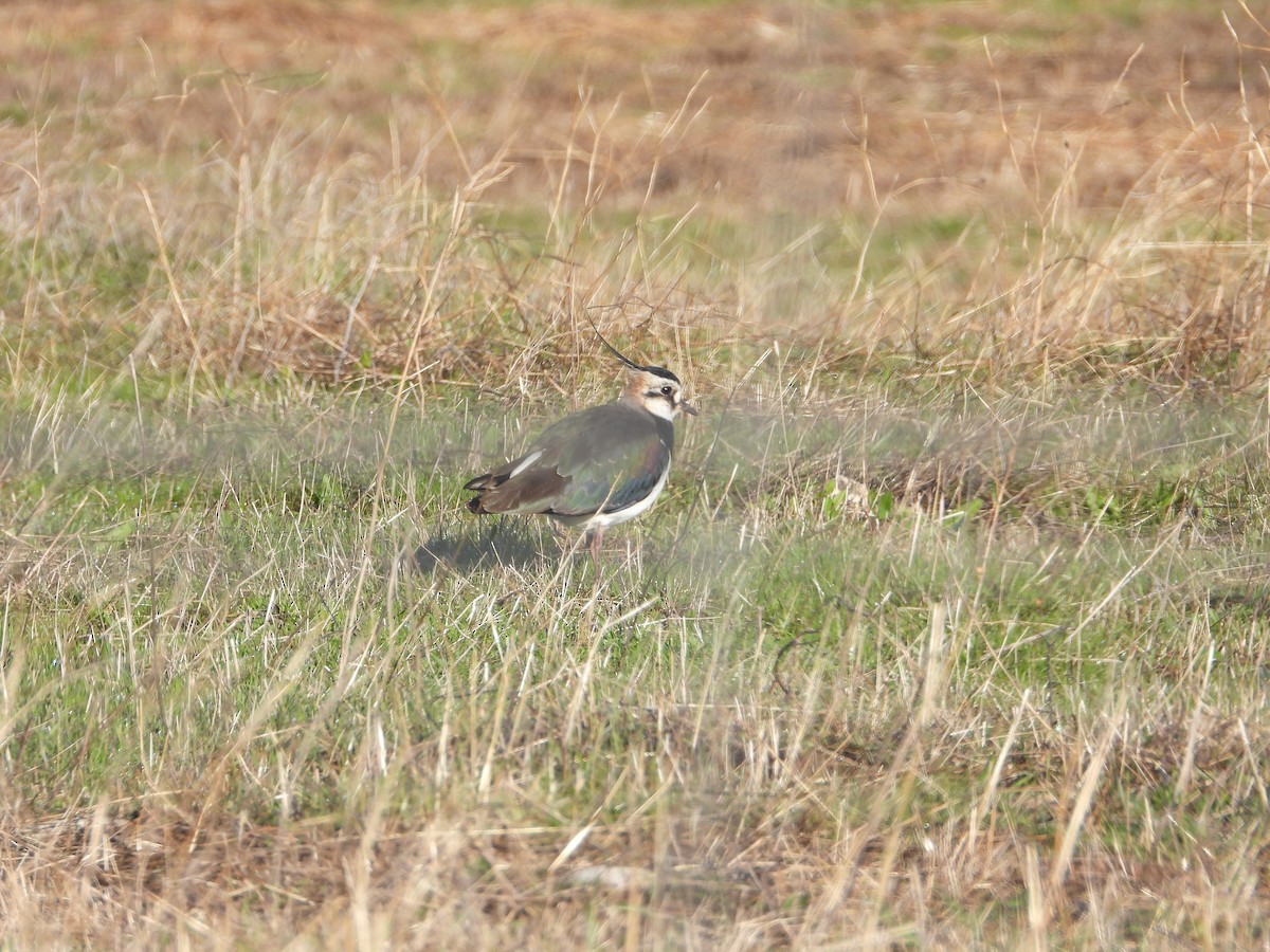 Northern Lapwing - ML645654329