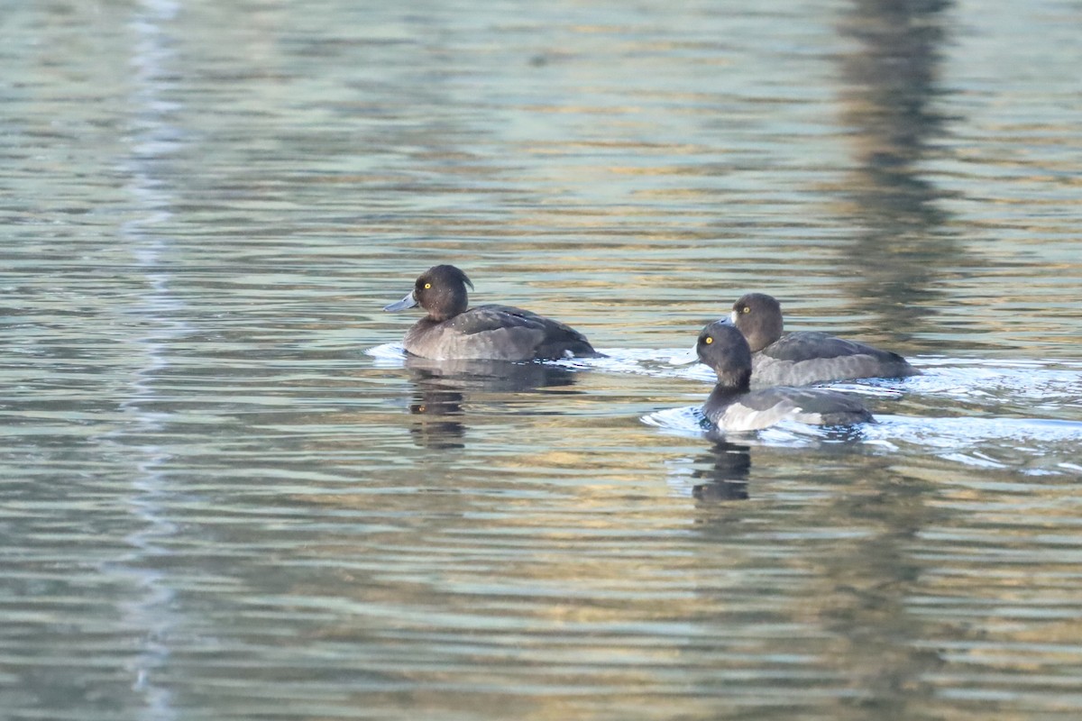 Tufted Duck - ML645654333
