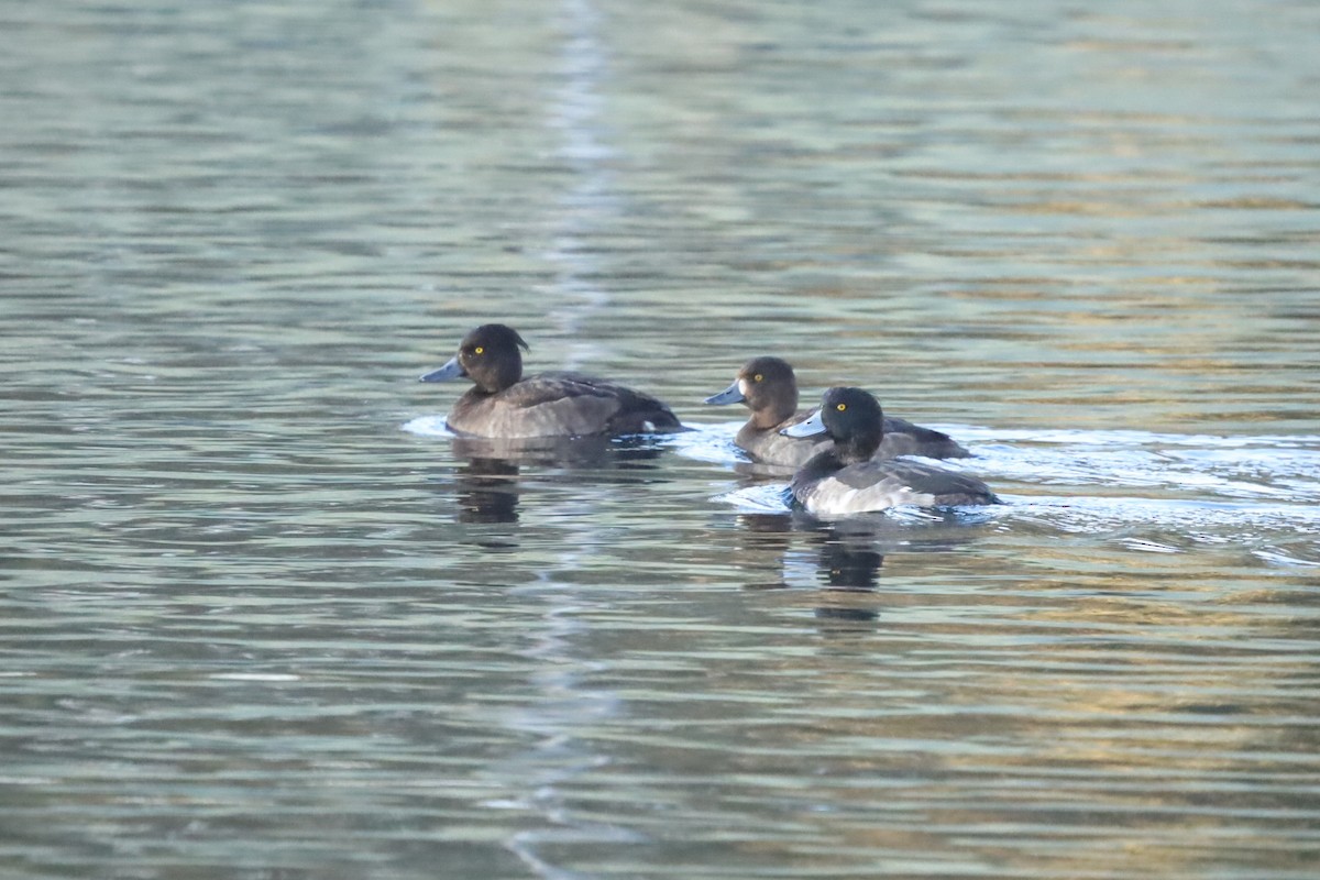 Tufted Duck - ML645654334