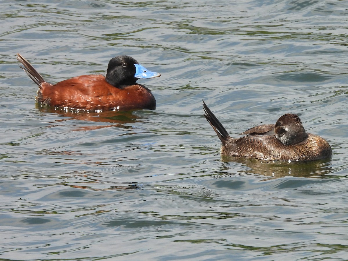 Патагонская савка - ML645654360