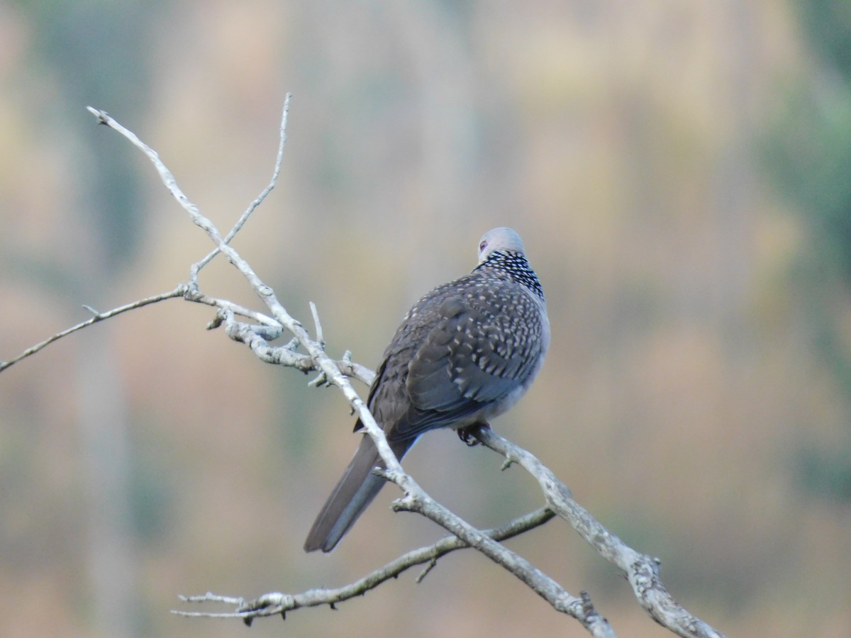 Spotted Dove - ML645654380