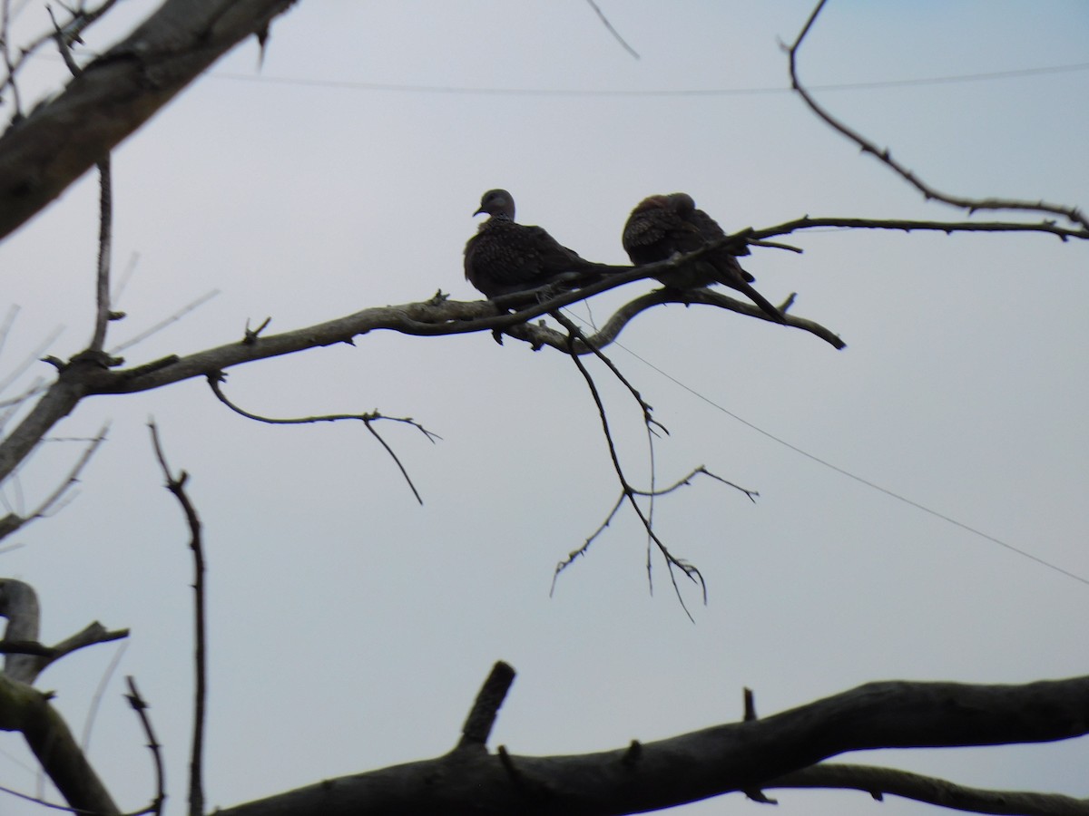 Spotted Dove - ML645654382