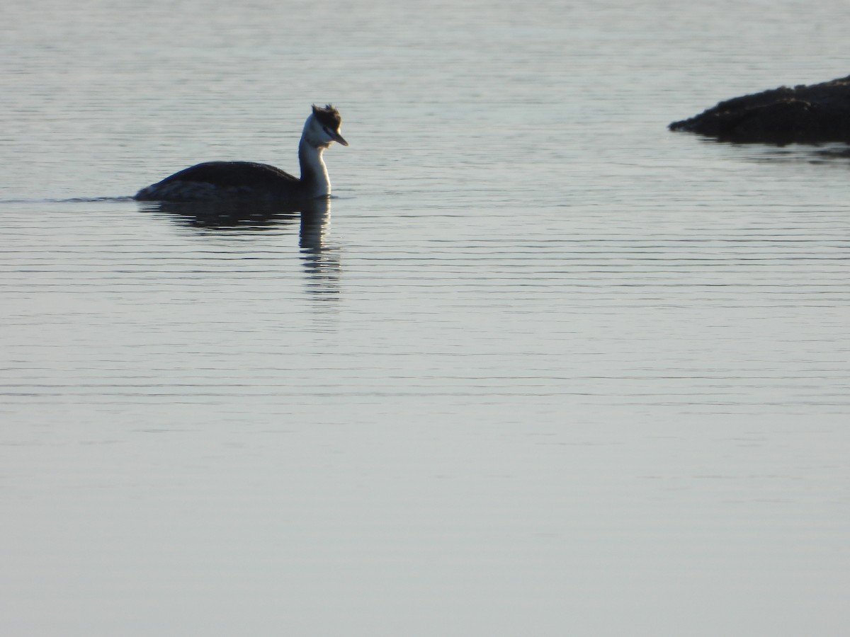 Great Crested Grebe - ML645654384