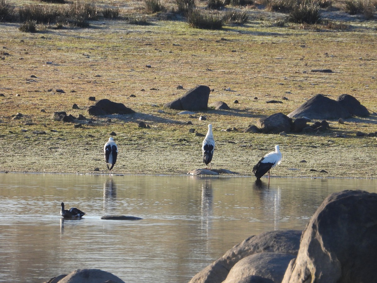 White Stork - ML645654388