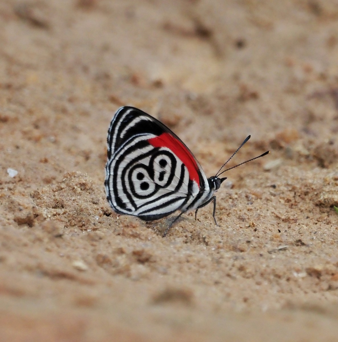 Eighty-eight Butterflies - ML645654404