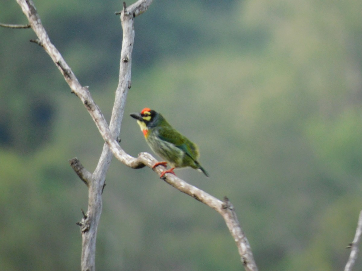 Coppersmith Barbet - ML645654408
