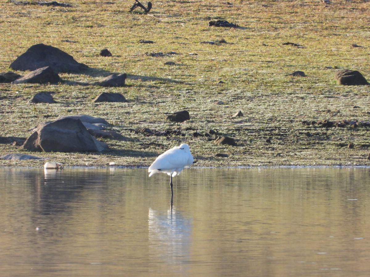 Eurasian Spoonbill - ML645654410
