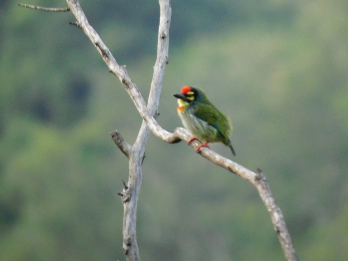 Coppersmith Barbet - ML645654411
