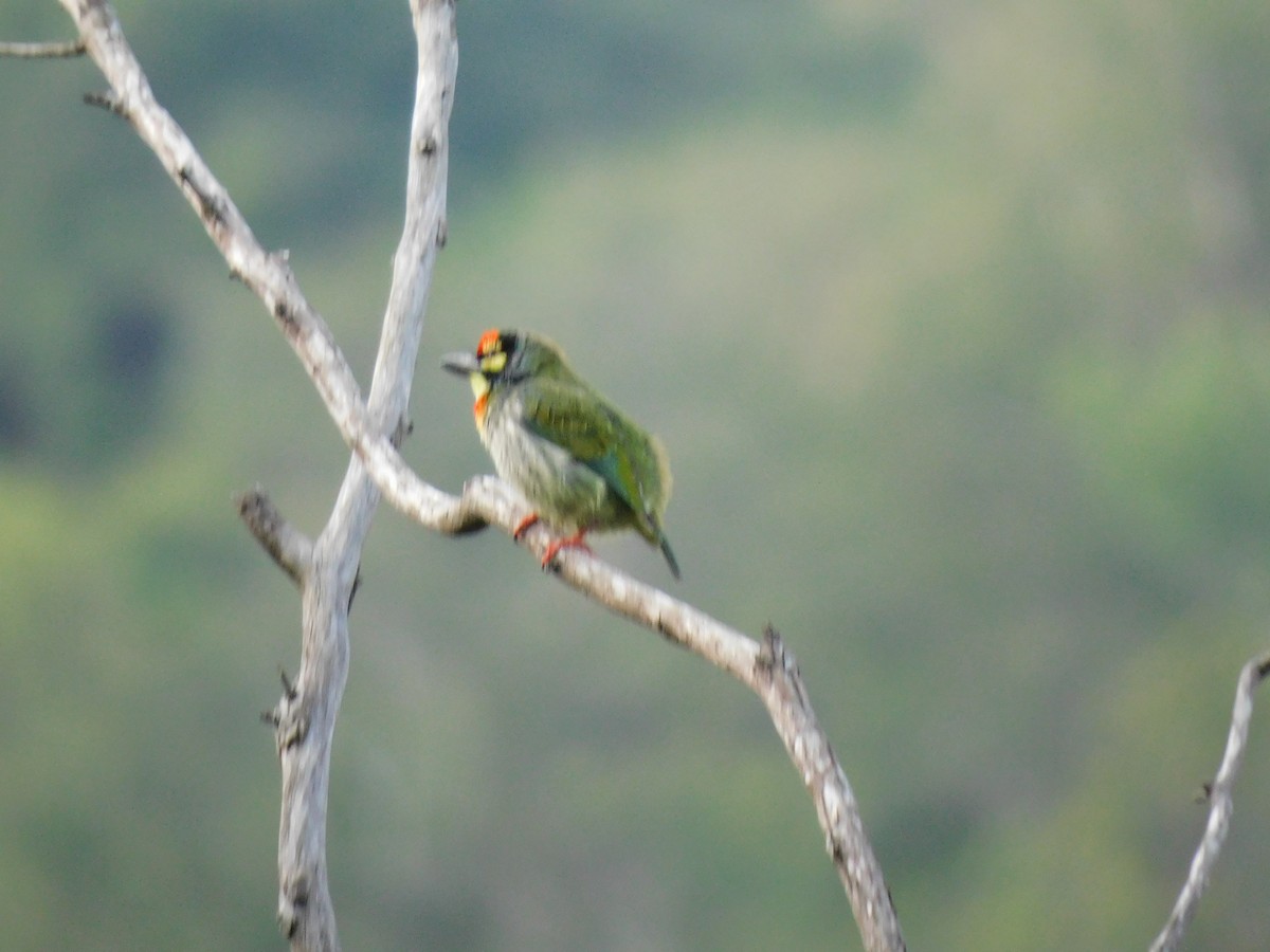 Coppersmith Barbet - ML645654412