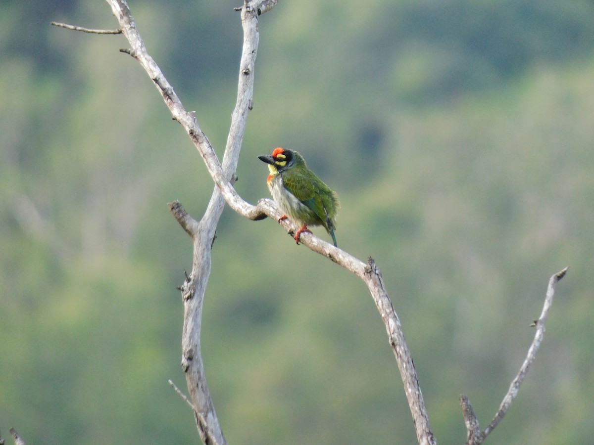 Coppersmith Barbet - ML645654413