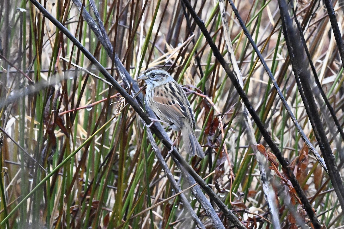 ヌマウタスズメ - ML645654414