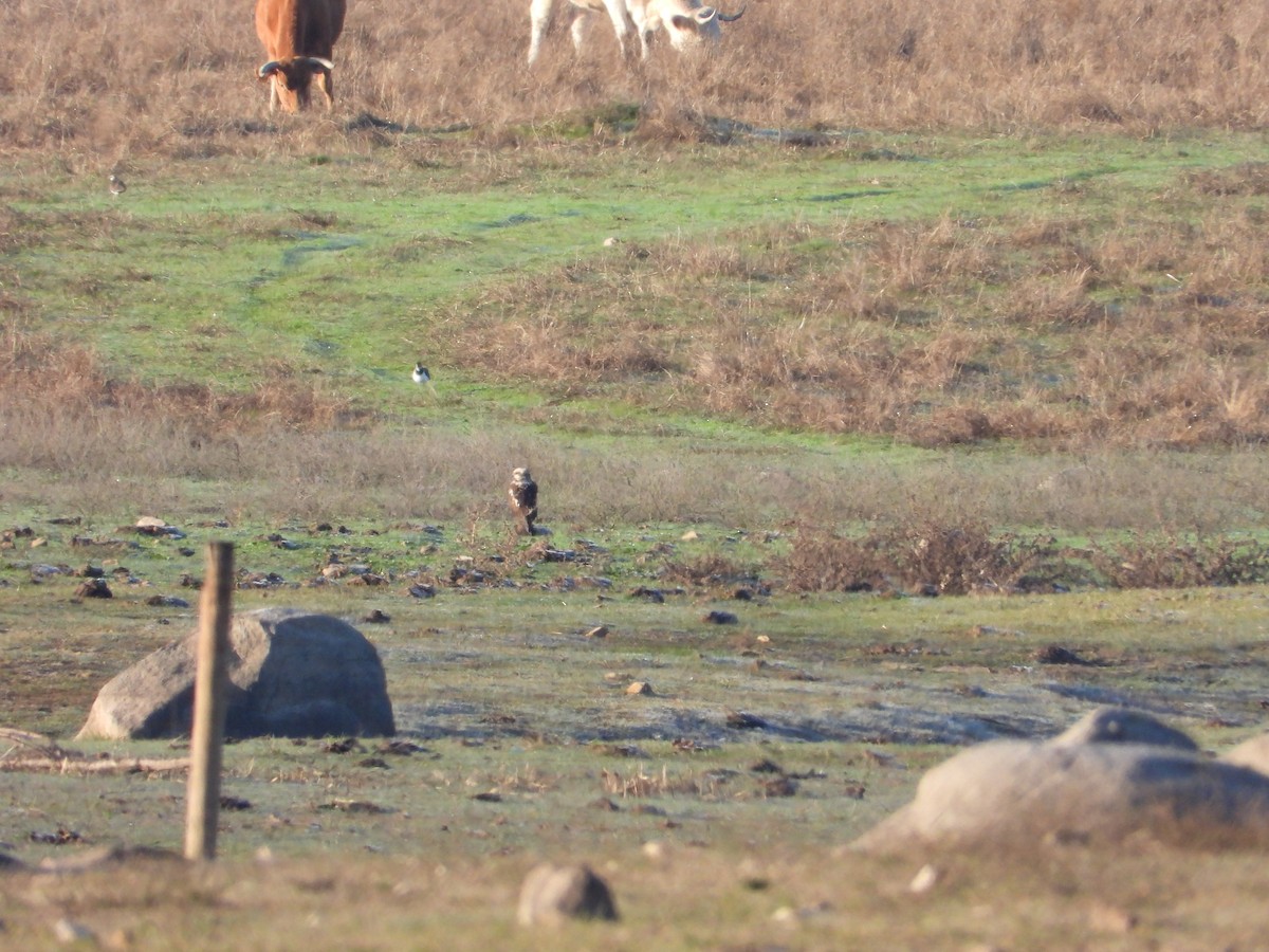 Western Marsh Harrier - ML645654420