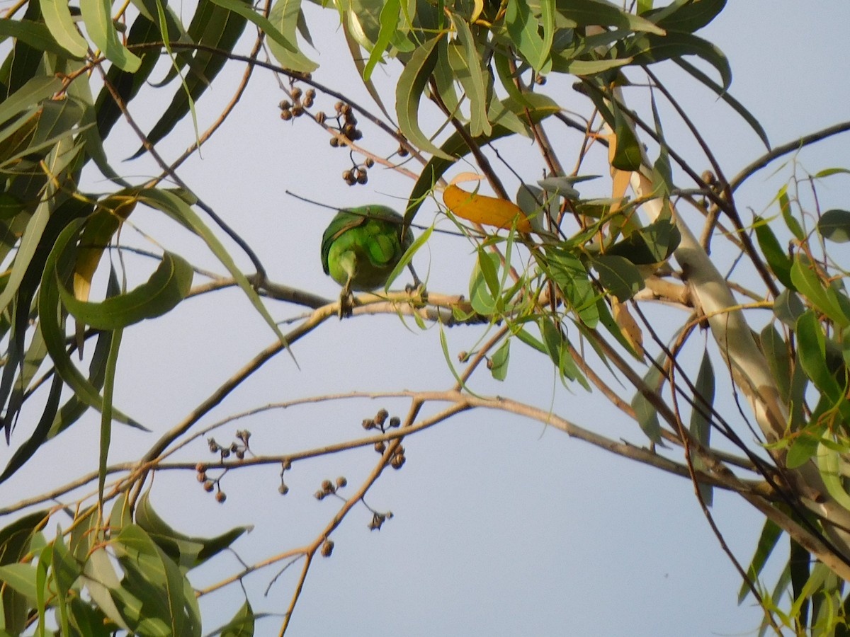 White-cheeked Barbet - ML645654429