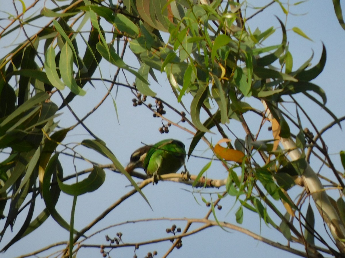 White-cheeked Barbet - ML645654430