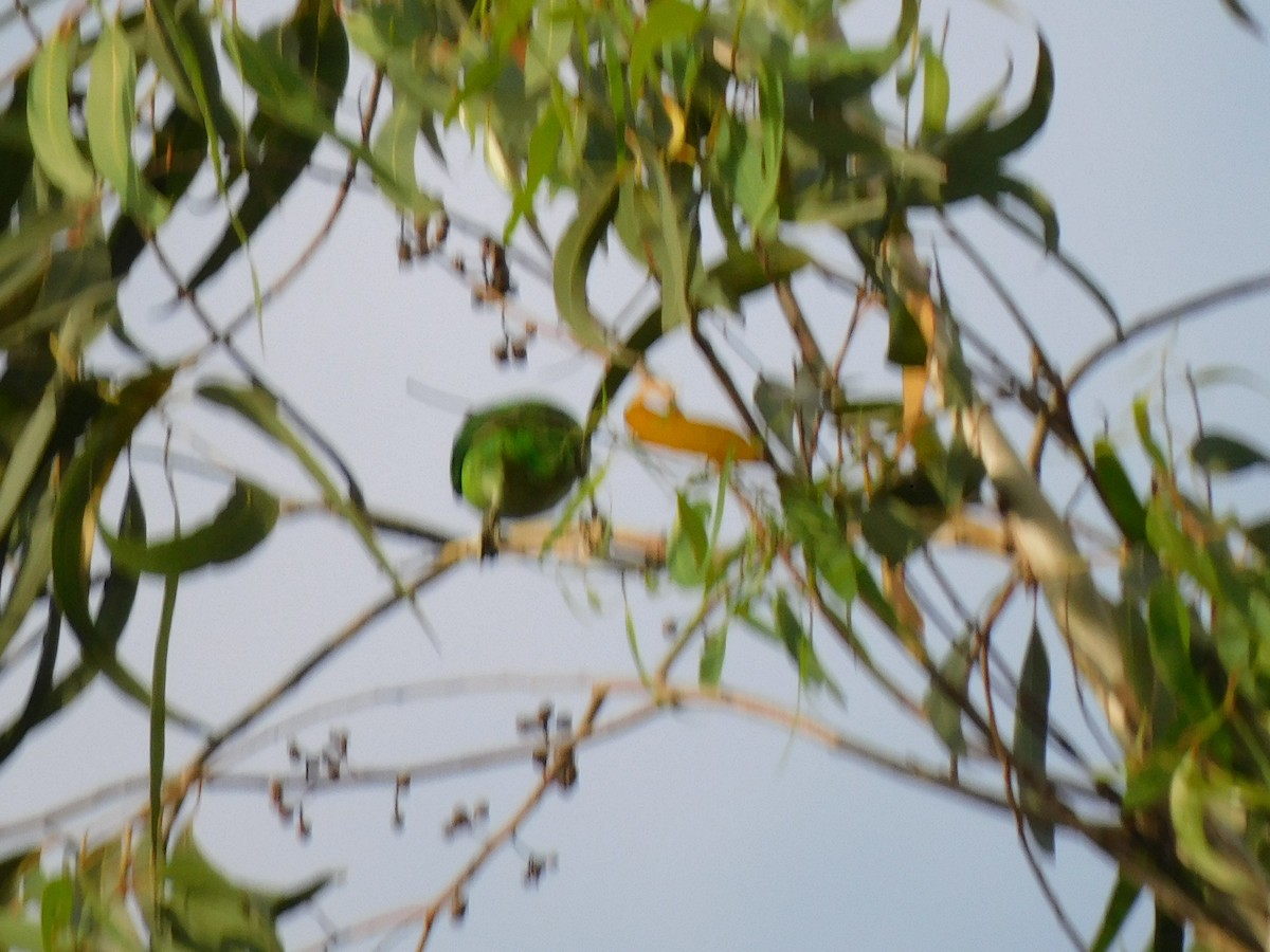 White-cheeked Barbet - ML645654432