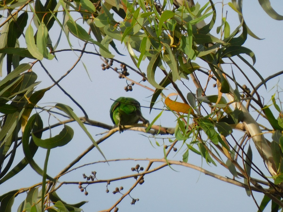 White-cheeked Barbet - ML645654433