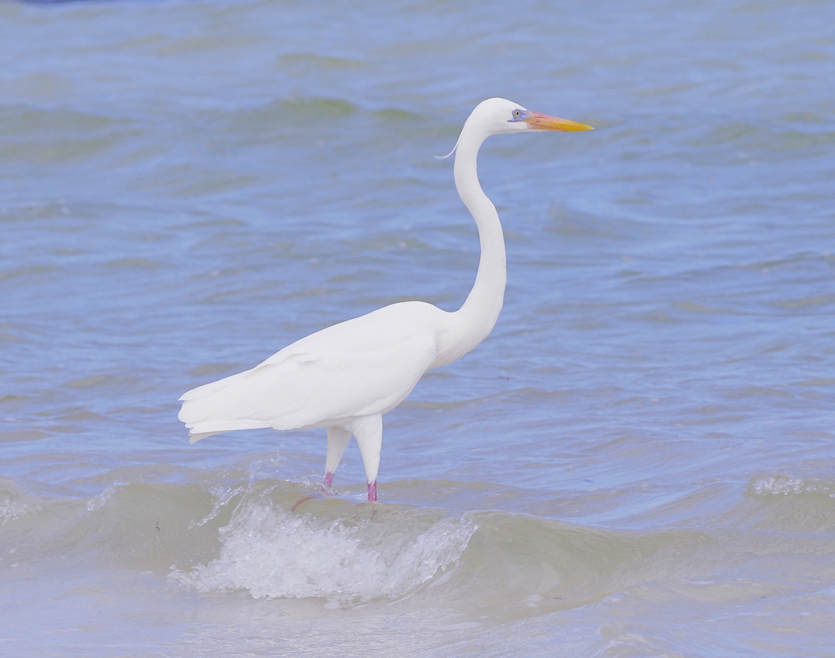 Great Egret - ML645654434
